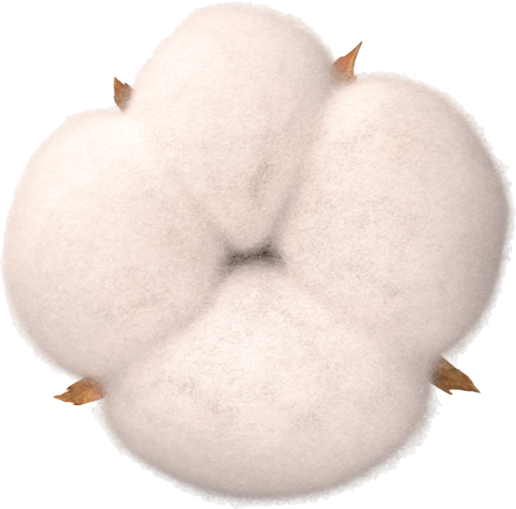 Algodón Icono